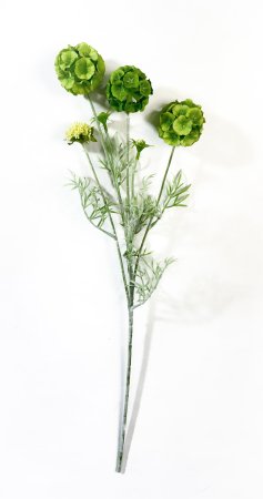 Скабиоза звездчатая зеленая