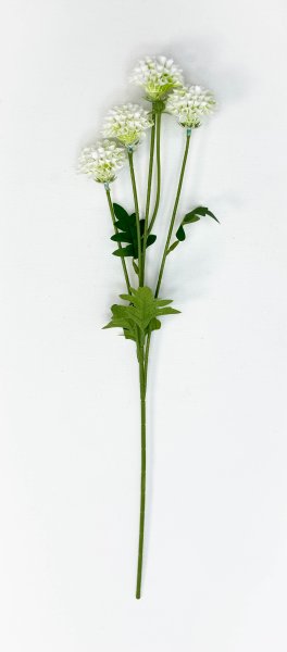 Георгин помпонный белый