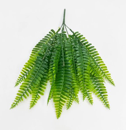 картинка Нефролепис Габриелла от магазина KALINA