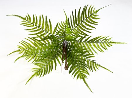 картинка Папоротник Гониофлебиум от магазина KALINA