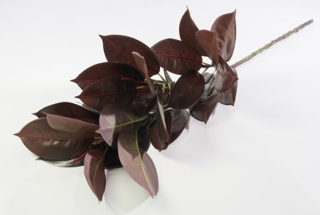 картинка Фикус Эластика "Черный принц" от магазина KALINA