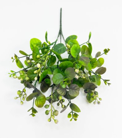 Скимия 5 веток