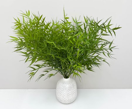 картинка Бамбук Погонатерум от магазина KALINA