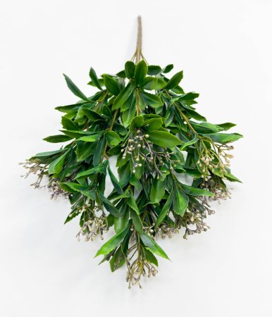 Каланхоэ фиолет