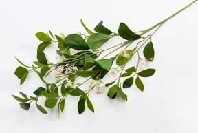 картинка Цеанотус розовый  от магазина KALINA