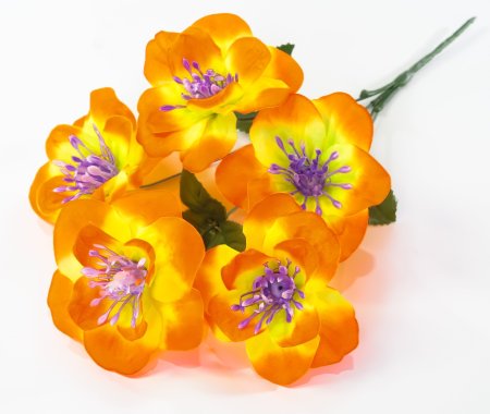 Нарцисс "Джувел" 5 цветков