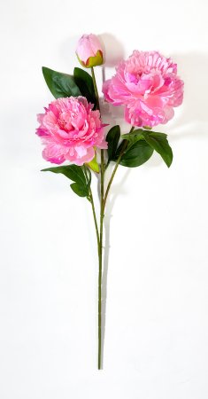 Ветка пиона Феликс Суприм