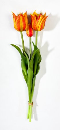 Тюльпан "Саппоро"(2+1)