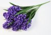 Гиацинт крупный 7 веток