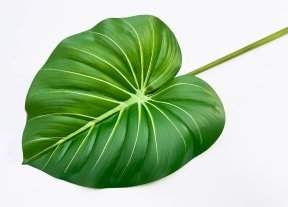 картинка Филодендрон крупный "Весна" от магазина KALINA