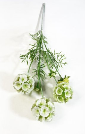 Скабиоза звездчатая молочная