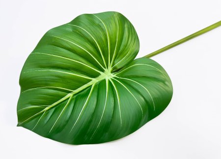 картинка Филодендрон крупный "Весна" от магазина KALINA