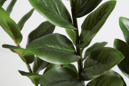 Замиокулькас 70 см