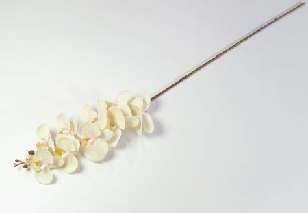 Ветка орхидеи Клеопатра 1