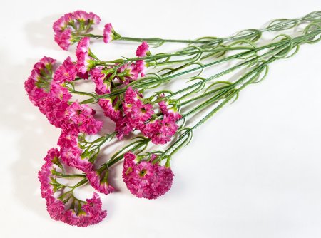 Статица розовая