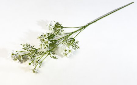 Нигелла молочная