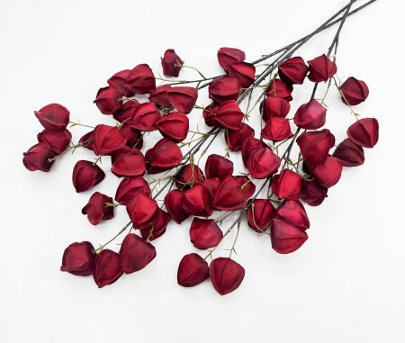 Физалис бордовый