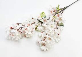 Сакура мелкопильчатая белая