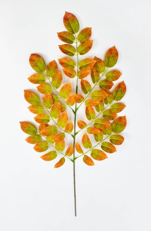 картинка Ветка гуавы осенняя от магазина KALINA