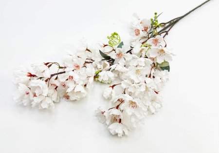 Сакура мелкопильчатая белая