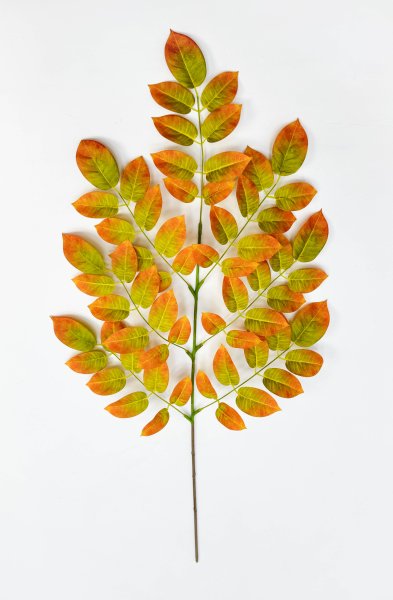 картинка Ветка гуавы осенняя от магазина KALINA