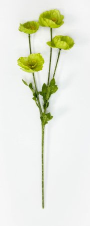 Мак зеленый