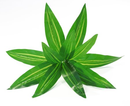 картинка Драцена "Фрагранс" от магазина KALINA