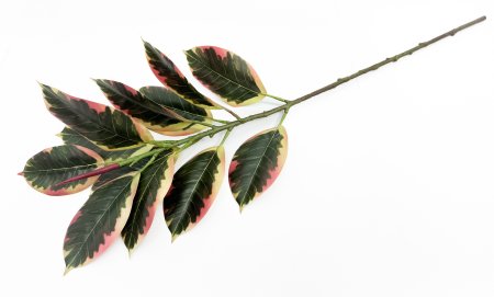 картинка Ветка фикуса Эластика Белиз 13 листов от магазина KALINA