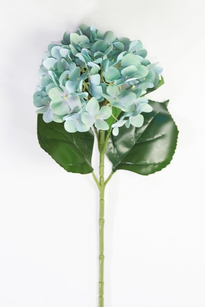 Гортензия аквамарин