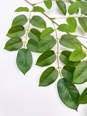 картинка Ветка гуавы зеленая от магазина KALINA