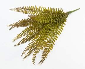 картинка Папоротник "Кучерявый" осенний 14 листов от магазина KALINA