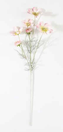 Ветка космеи чайная роза