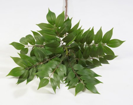 картинка Айлант (Китайский ясень) от магазина KALINA