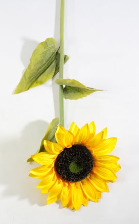 Ветка подсолнуха 1 цветок