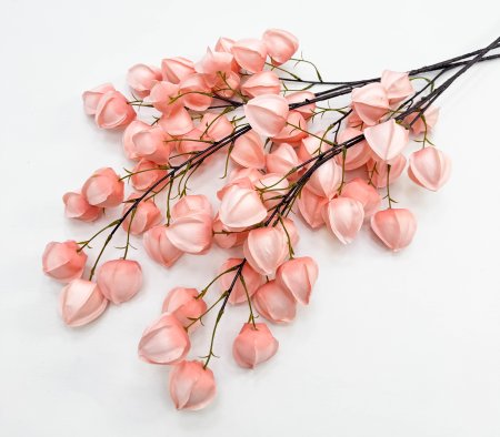 Физалис розовый