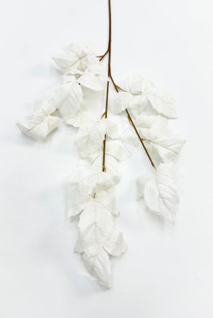 Ветка малины молочная