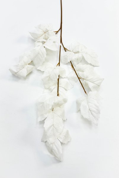 Ветка малины молочная