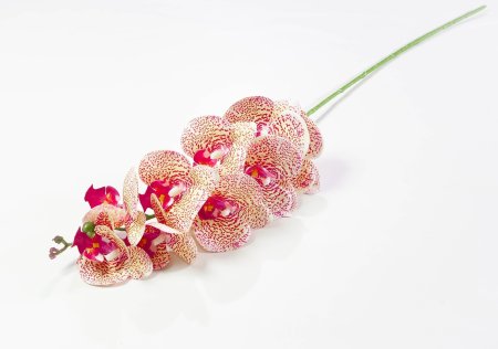 Ветка орхидеи 5