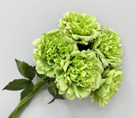 Пион "Облако нежности" зелёный