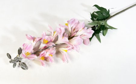 Дельфиниум с крупными соцветиями розовый