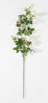 Кустовая роза белая от магазина KALINA являющийся официальным дистрибьютором в России 
