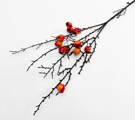Ветка с красными плодами эвкалипта