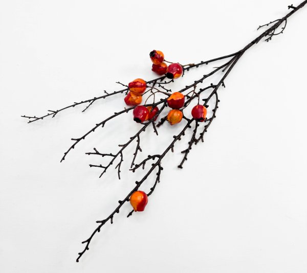 Ветка с красными плодами эвкалипта