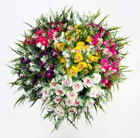 Цинния 24 цветка