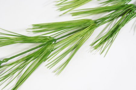 картинка Хвощ лесной зеленый от магазина KALINA