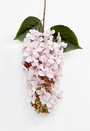 Гортензия метельчатая "Вилмс" белая