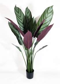 Калатея Маджестика 110 см в кашпо