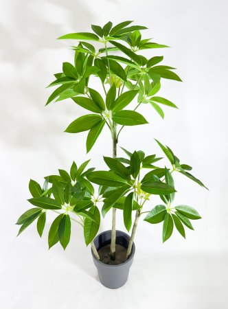 Шеффлера Амата БЕЗ КАШПО 130 см