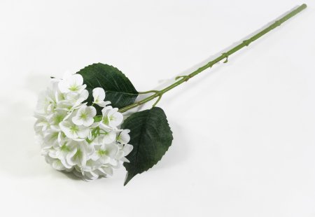 Гортензия "Бомбшел" белая