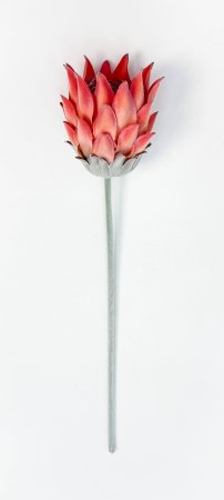 Протея "Мадиба малая" оранжевая